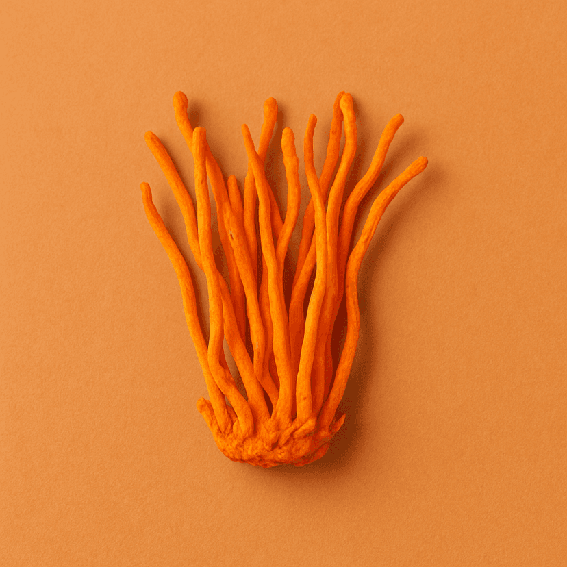 Cordyceps militaris
