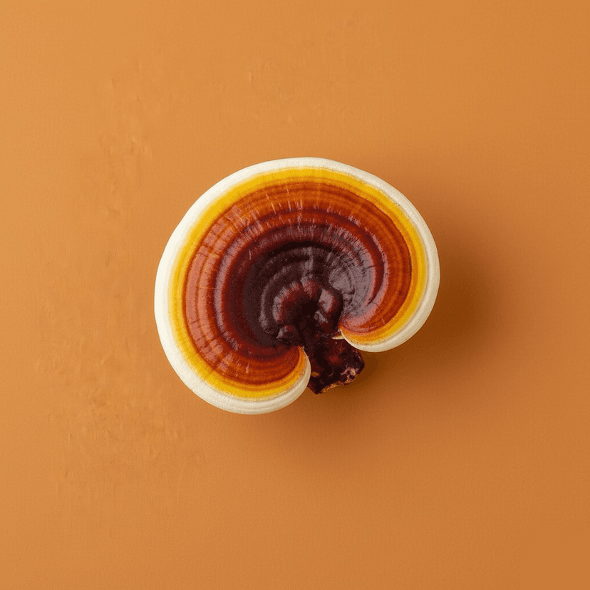 Reishi (Ganoderma lucidum)